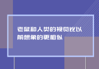 老鼠和人类的视觉比以前想象的更相似